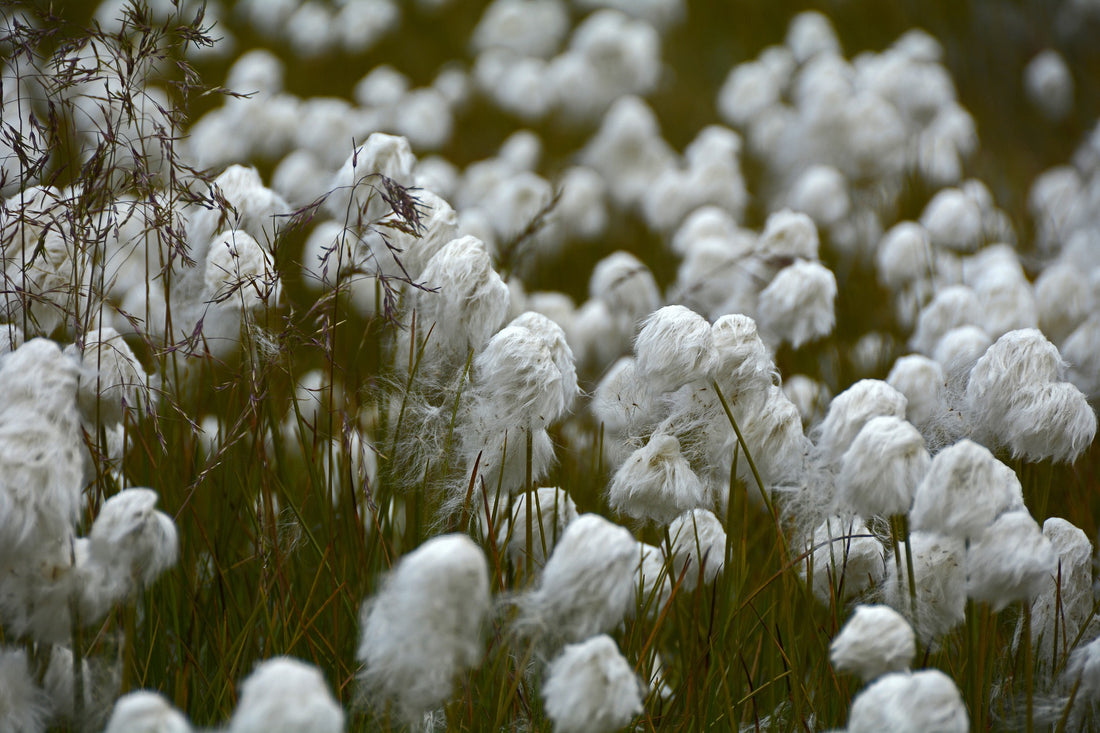 Is a cotton mattress better for your health?